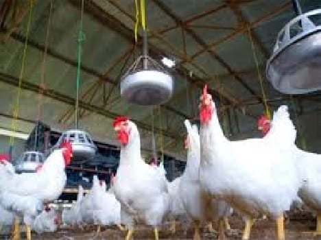 Planning Board not materialize climbed poultry